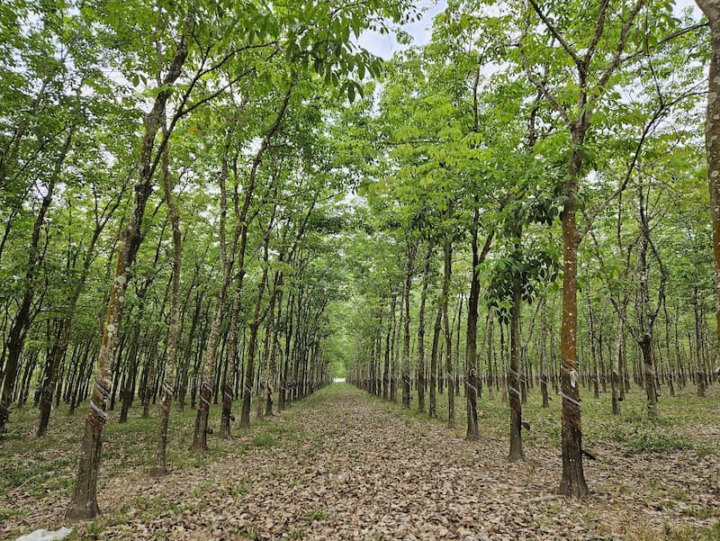 Cao Su Tiếng Anh Là Gì? Nghĩa, Cách Dùng Và Ví Dụ Thực Tế