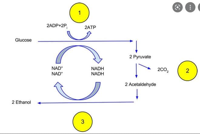 Diễn biến của quá trình hóa học lên men rượu