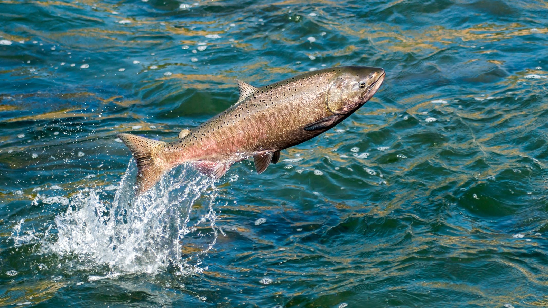 Collagen thuỷ phân là gì? Lợi ích và cách dùng 1