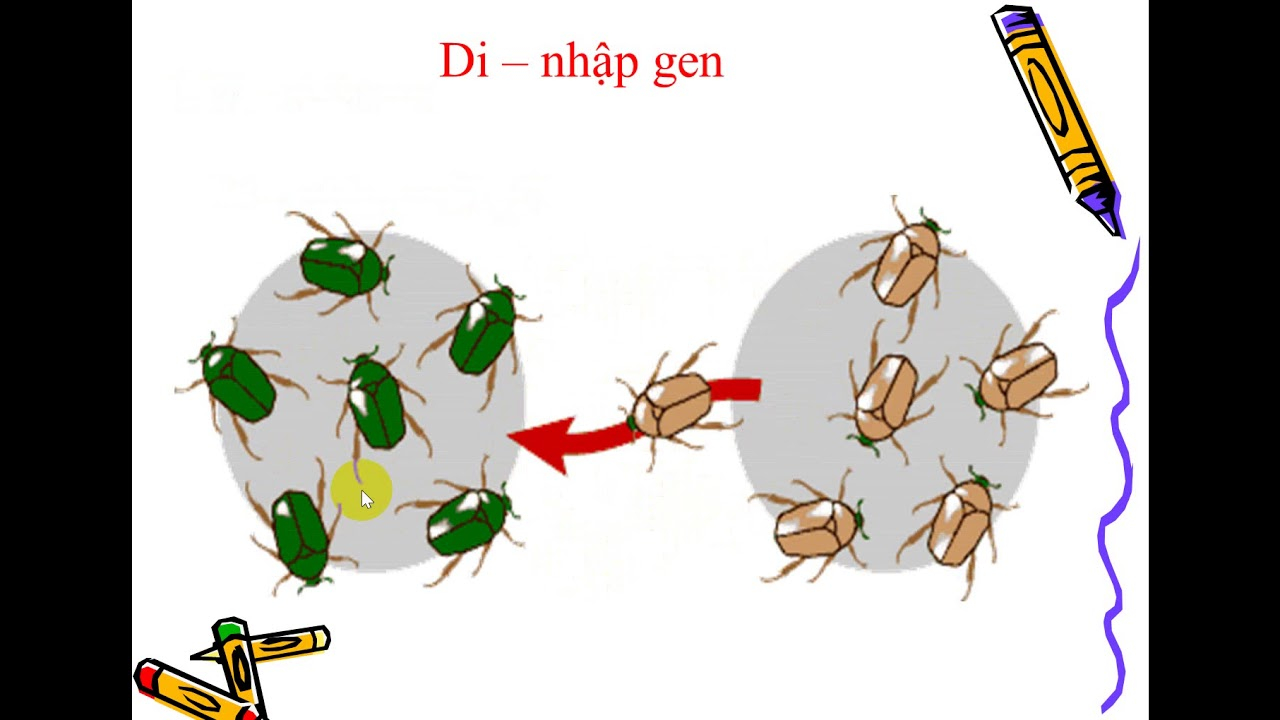 Hiện tượng di- nhập gen - học thuyết tiến hóa tổng hợp hiện đại