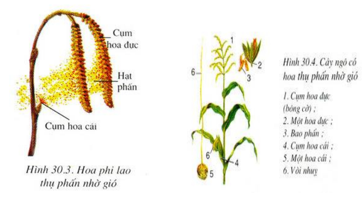 Hiện tượng giao phối không ngẫu nhiên - học thuyết tiến hóa tổng hợp hiện đại