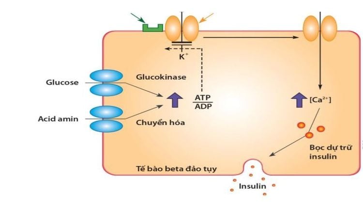 Glucose cung cấp năng lượng cho cơ thế con người