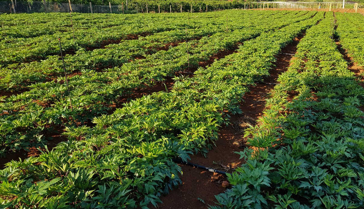 Các loại đất trồng và đặc điểm của từng loại