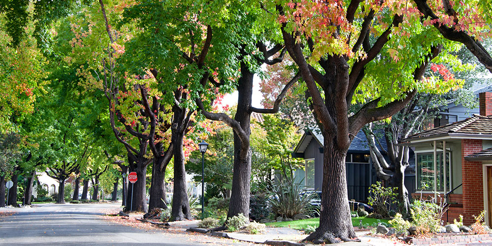 Primex Garden Center-Pennsylvania-Why Trees Are More Important Than You Think-neighborhood trees