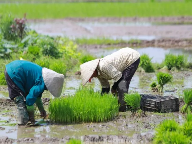 nang-chong-trua-mua-chong-toi-voh-02