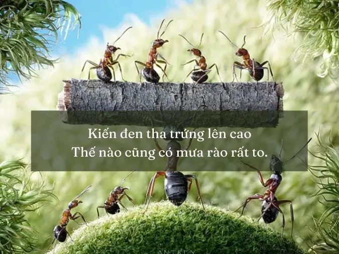 nang-chong-trua-mua-chong-toi-voh-03