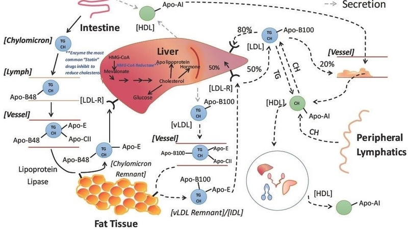 Quá trình chuyển hóa lipid trong cơ thể: Cơ chế, vai trò và ảnh hưởng đến sức khỏe