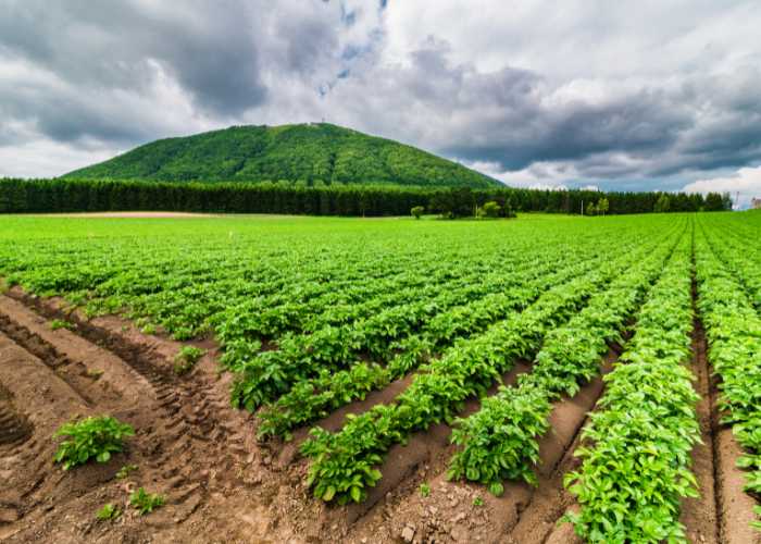 Du học ngành Nông nghiệp tại Mỹ