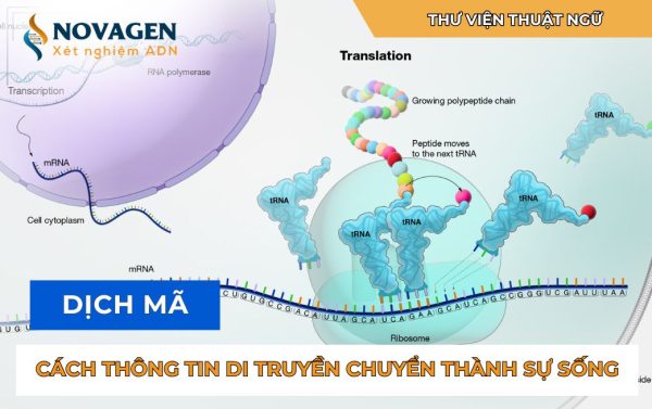 Dịch mã: Cách thông tin di truyền chuyển thành sự sống