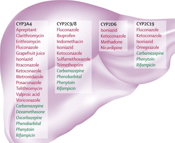 Vai trò của Cytocrome P450 trong chuyển hóa thuốc