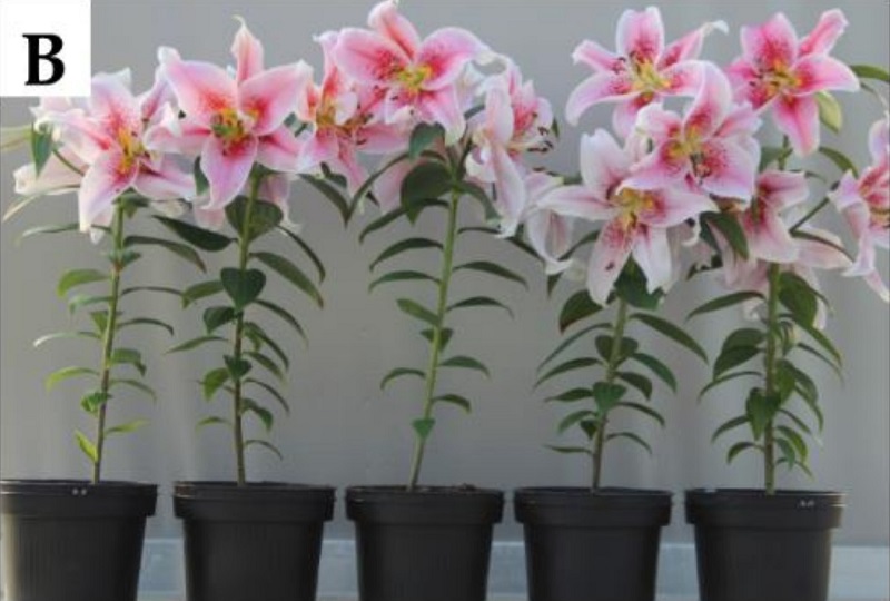 Nano bạc có khả năng tán xạ ánh sáng rất mạnh