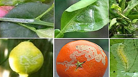 Sâu vẽ bùa hại cây có múi