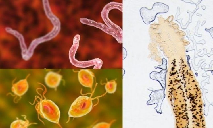 Động vật đơn bào