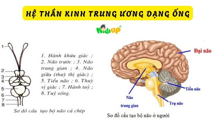 Hệ thần kinh dạng ống