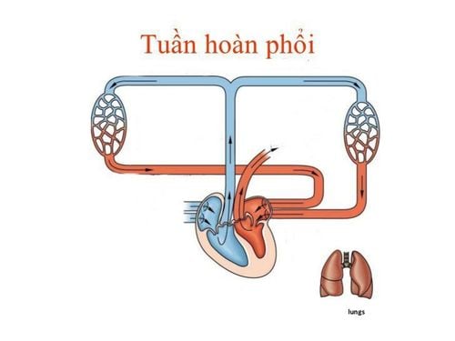 Sơ đồ tuần hoàn phổi và dòng máu lưu thông