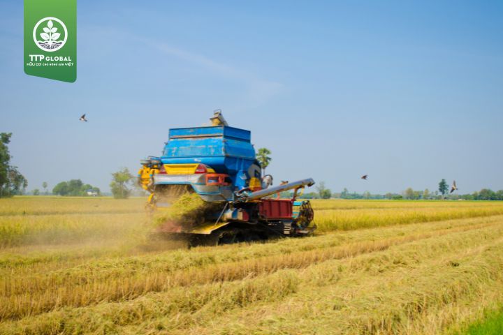 Vụ hè thu bắt đầu từ tháng mấy