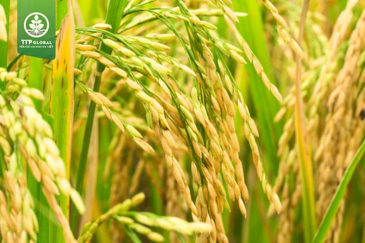 Vụ hè thu và những gì bạn cần biết