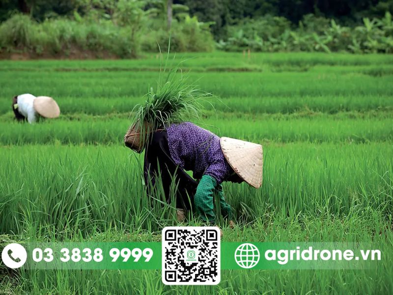 Đặc điểm chính của các vụ mùa tại Việt Nam