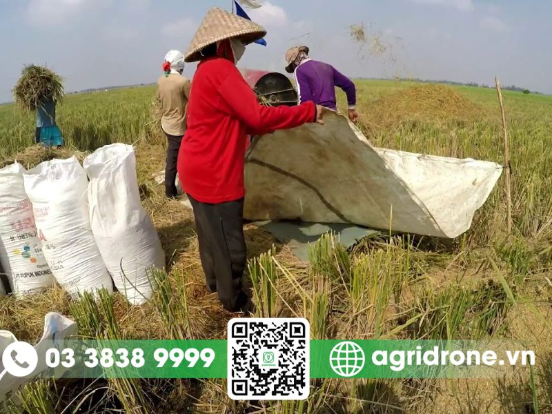 Các yếu tố ảnh hưởng chính đến sản xuất lúa