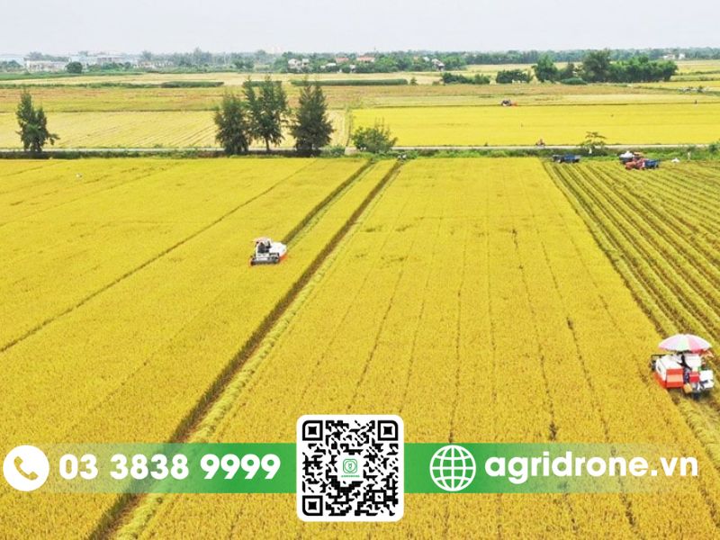 Đặc điểm các vụ mùa lúa trong năm ở Việt Nam