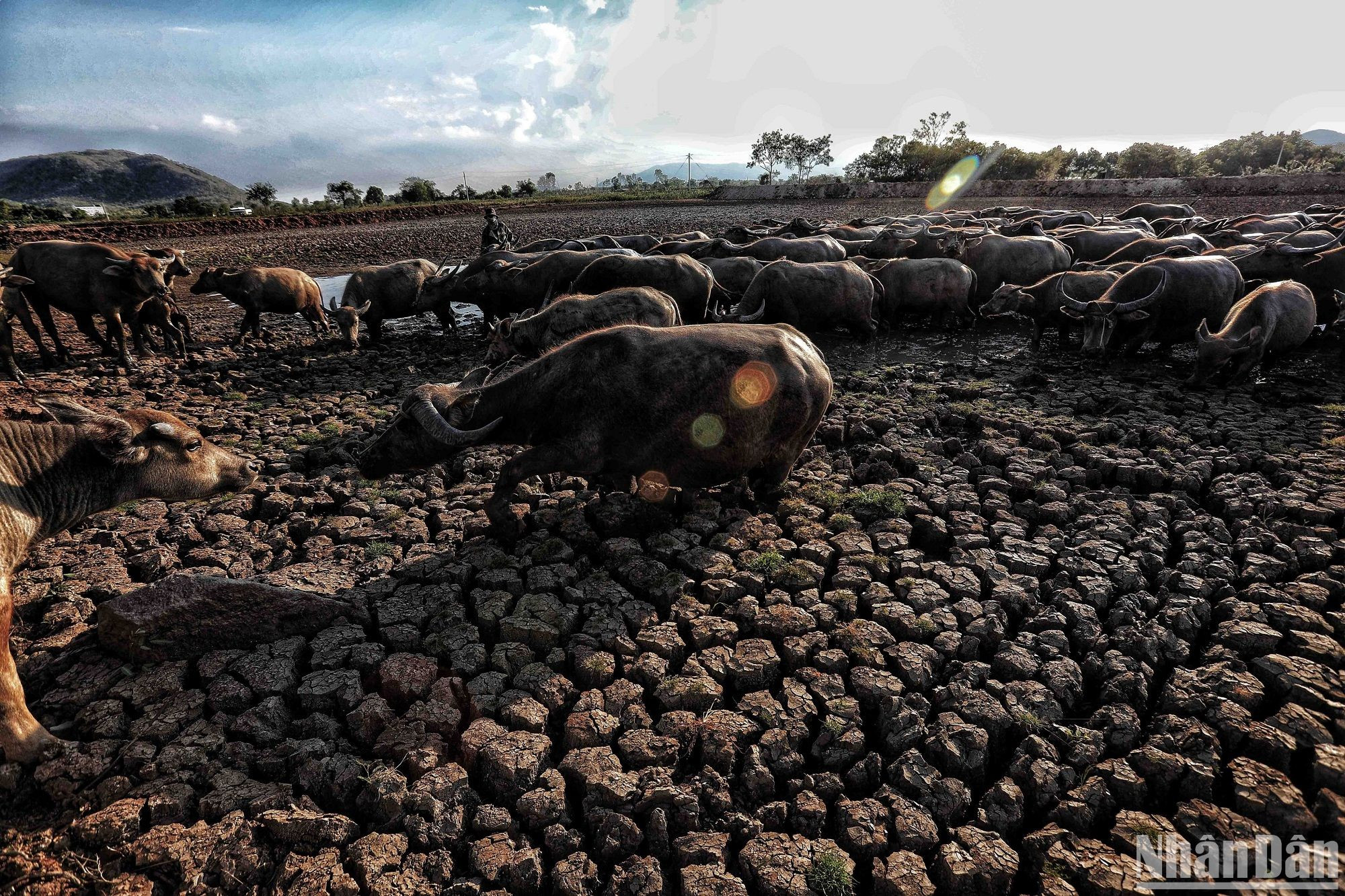 Ninh Thuận và Bình Thuận là hai trong số các địa phương bị ảnh hưởng nặng nề bởi tình trạng hạn hán khắc nghiệt trong đợt El Nino 2019-2020. (Ảnh: THÀNH ĐẠT)