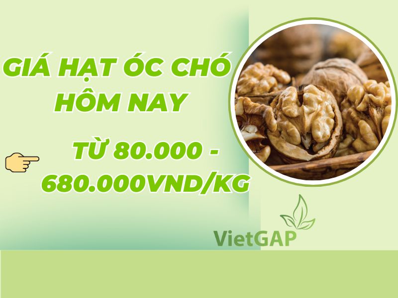 Giá hạt óc chó bao tiền 1kg? Bảng giá hạt óc chó mới nhất