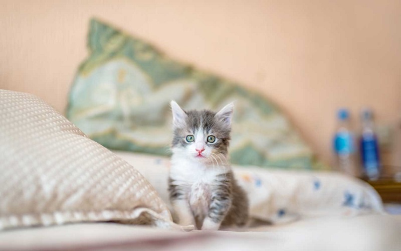 Con mèo sinh năm bao nhiêu? Tính cách và công danh sự nghiệp thế nào?