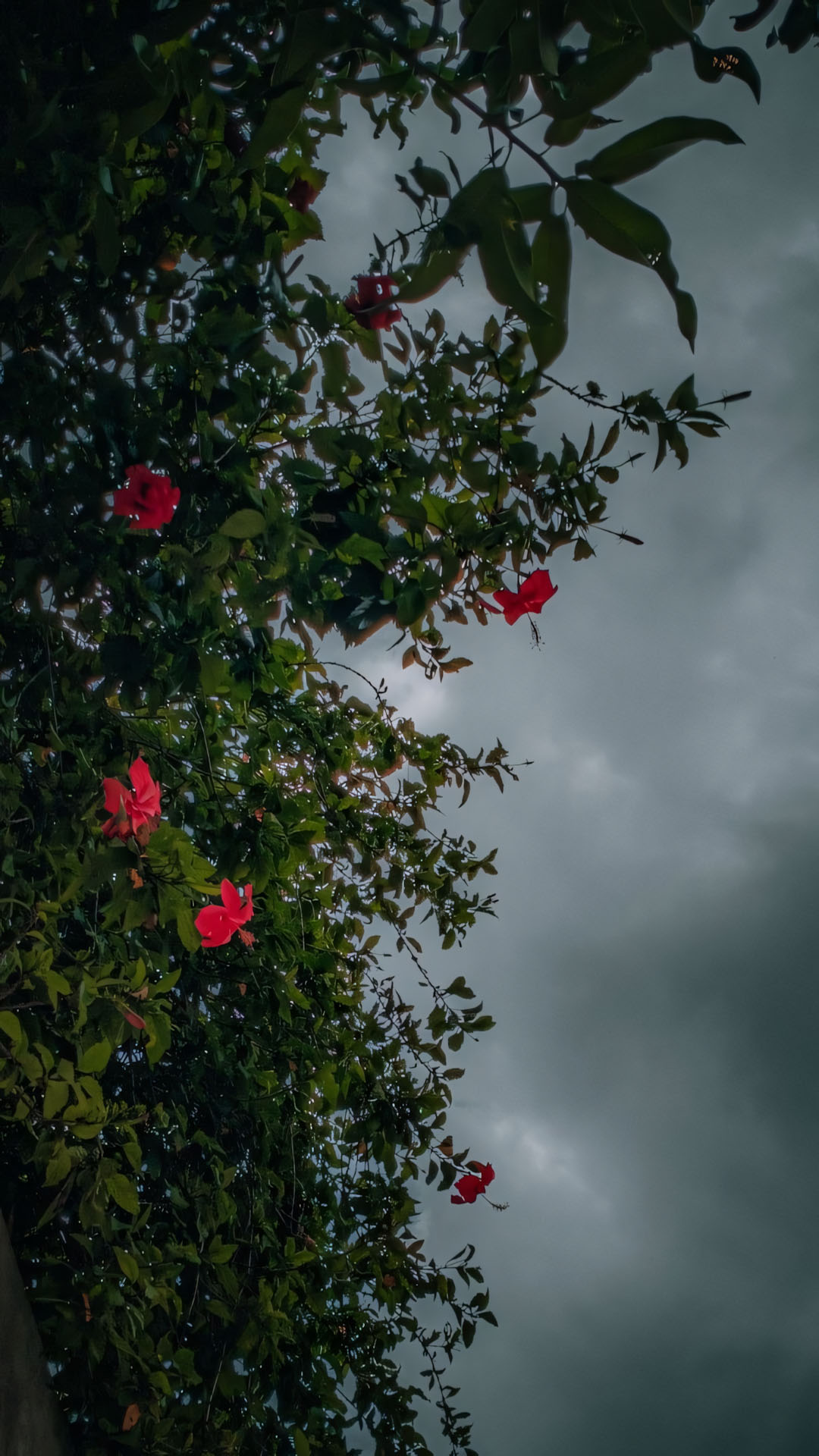 anh chill phong canh buon 1920px 1080px full hd 20