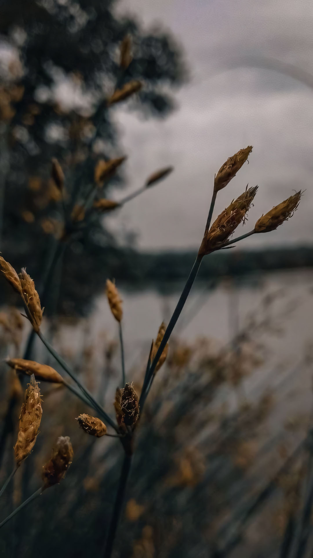 anh chill phong canh buon 1920px 1080px full hd 26