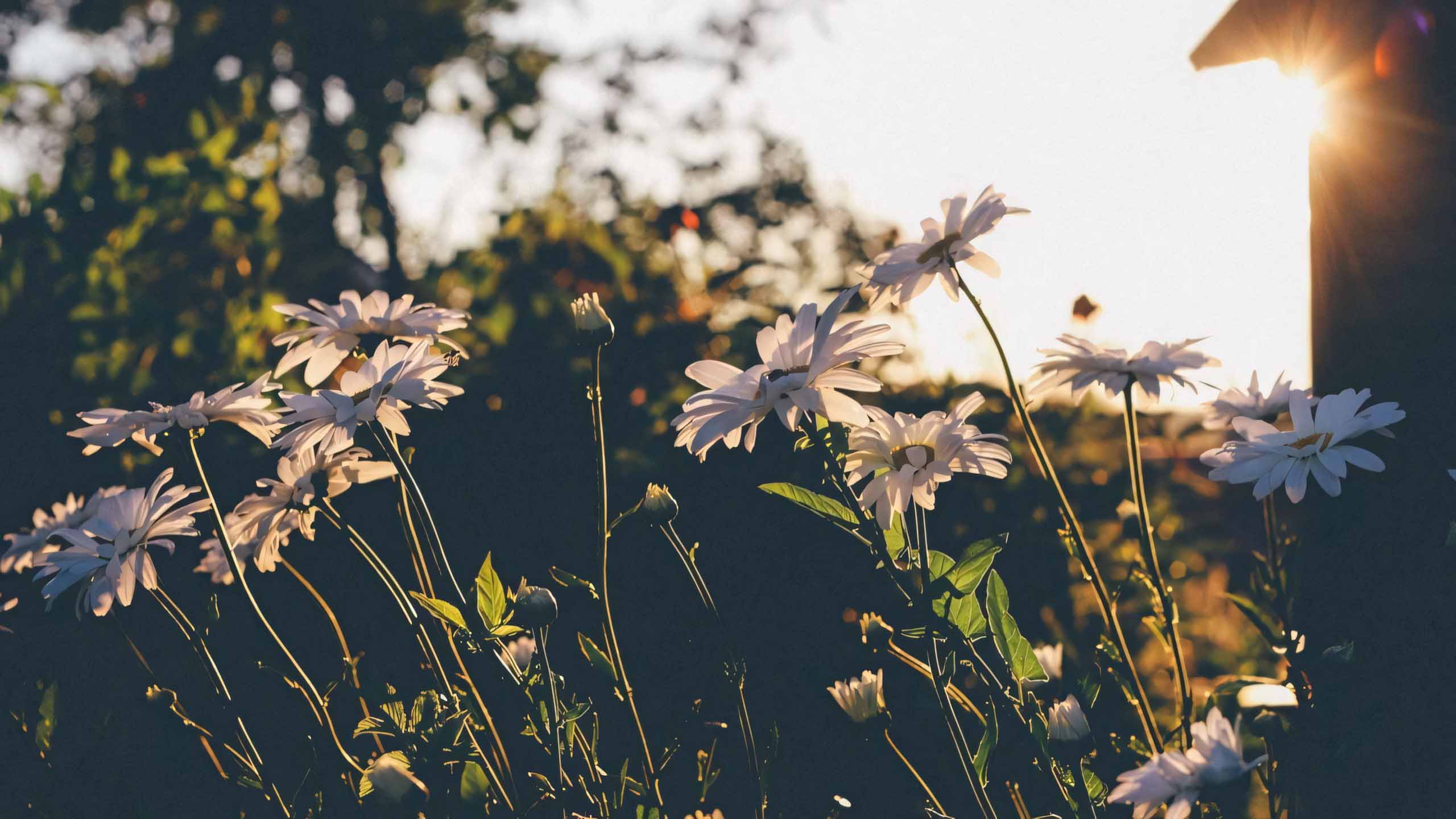 anh chill phong canh buon ngang 2560px 1440px 2k 4