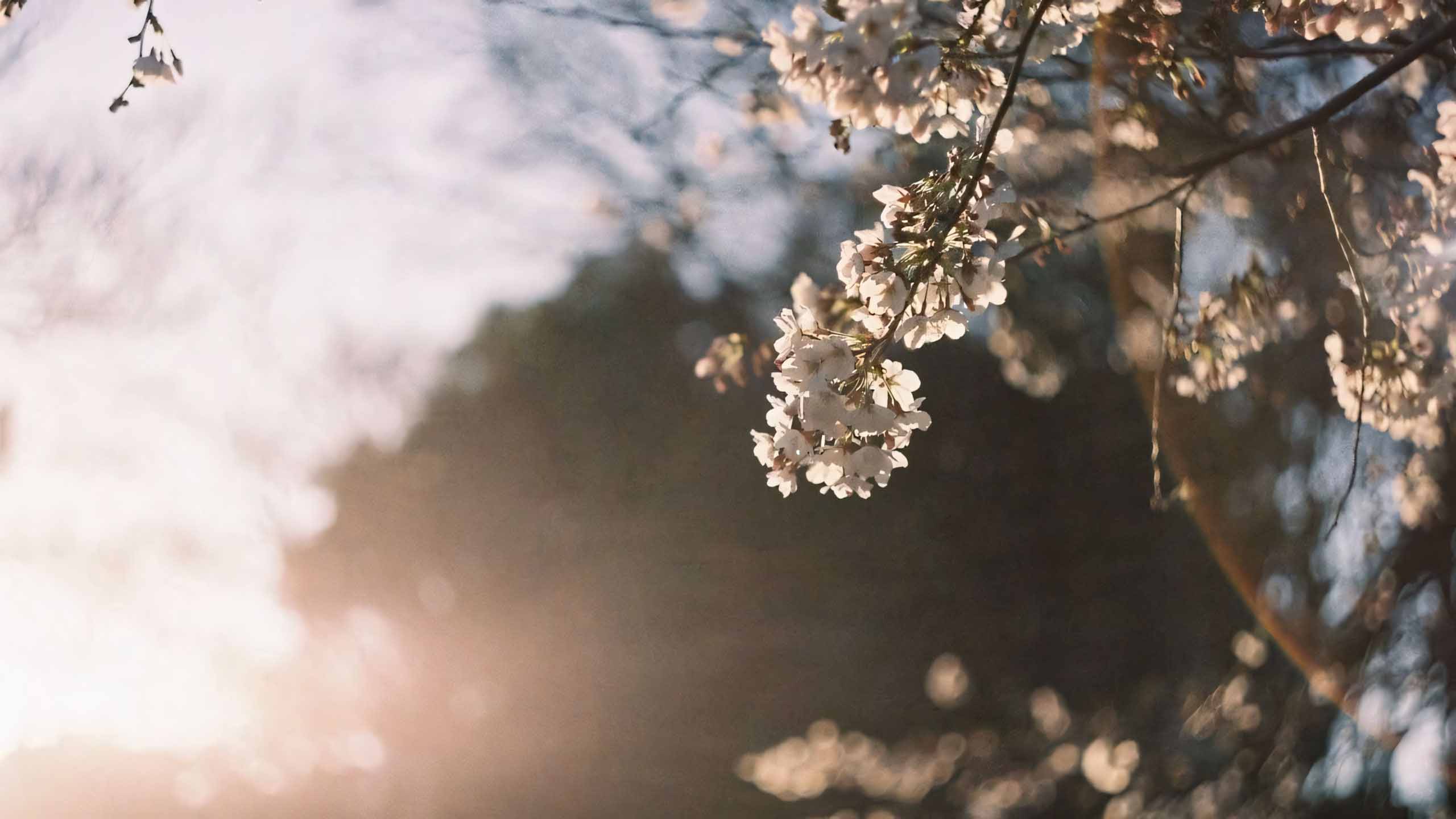 anh chill phong canh buon ngang 2560px 1440px 2k 5