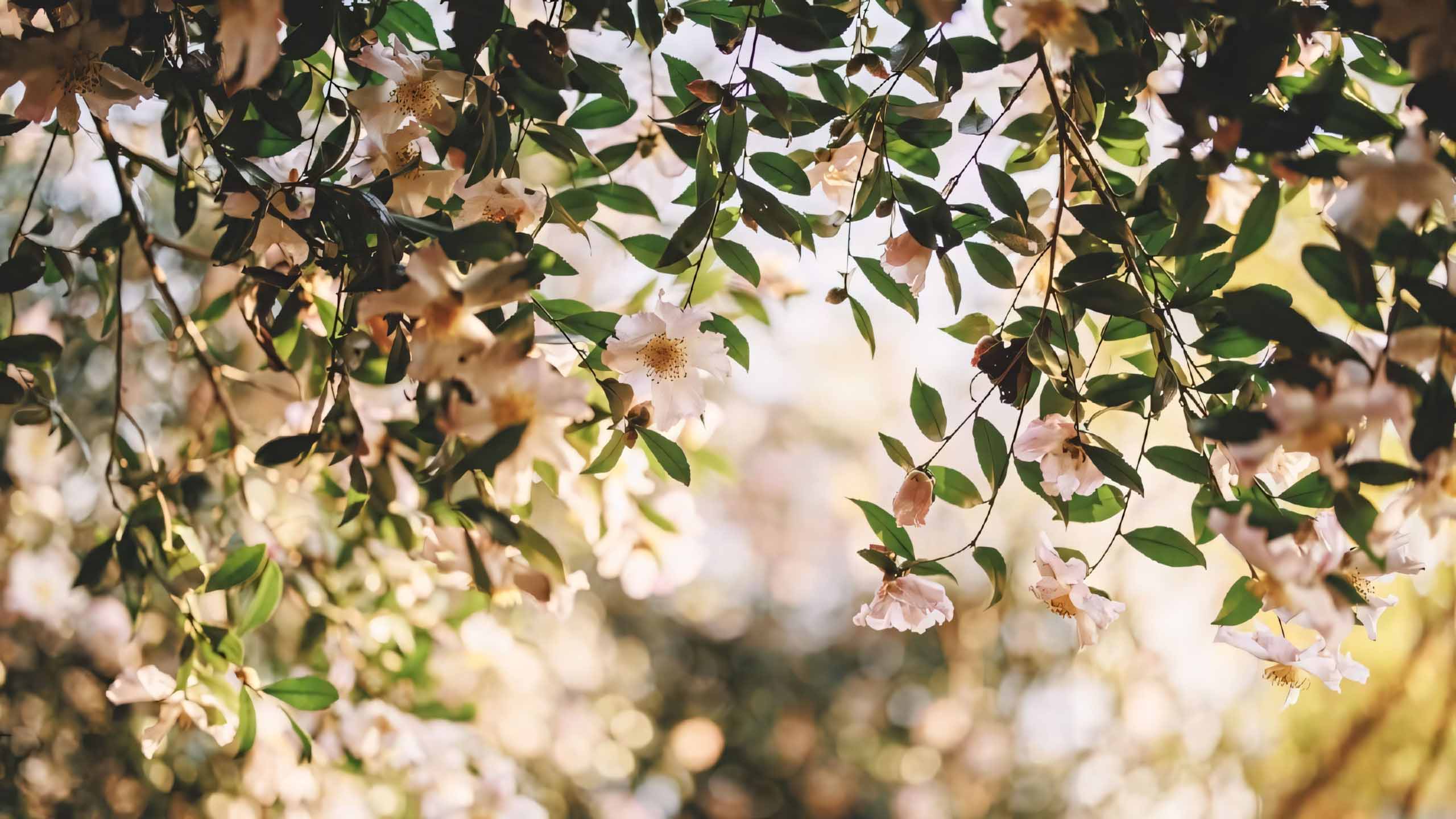 anh chill phong canh buon ngang 2560px 1440px 2k 6