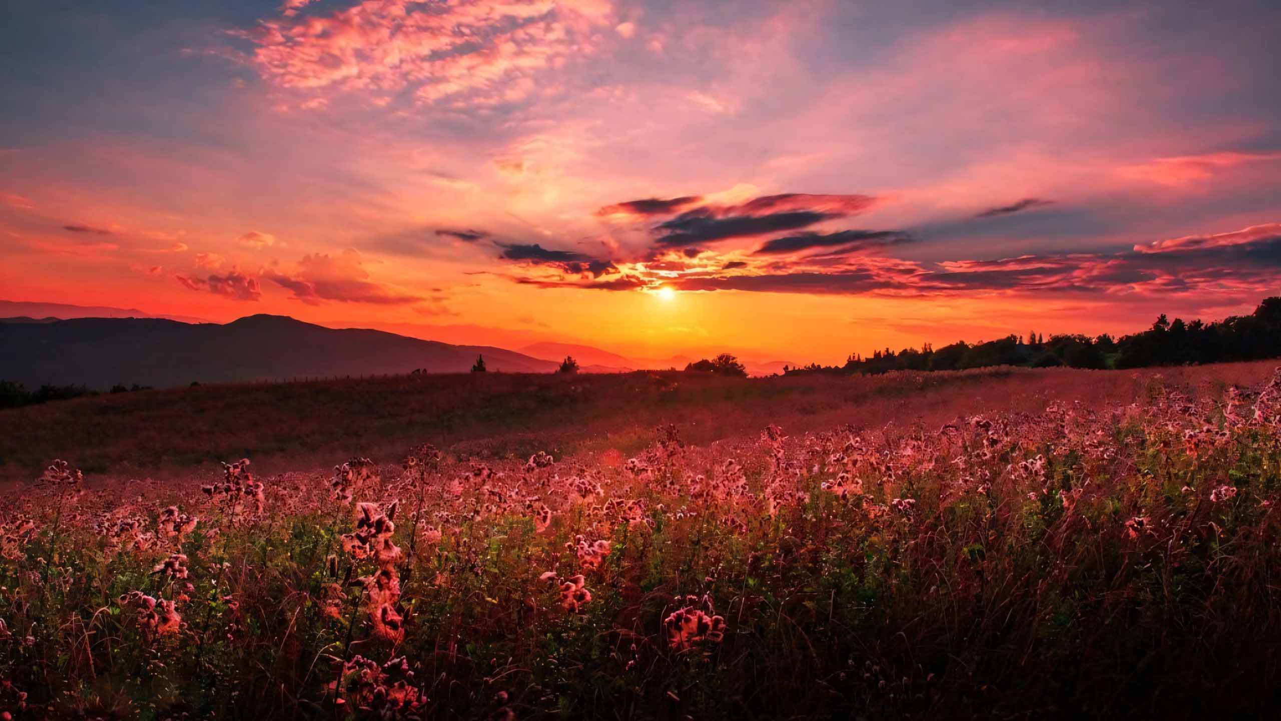 anh chill phong canh buon ngang 2560px 1440px 2k 15