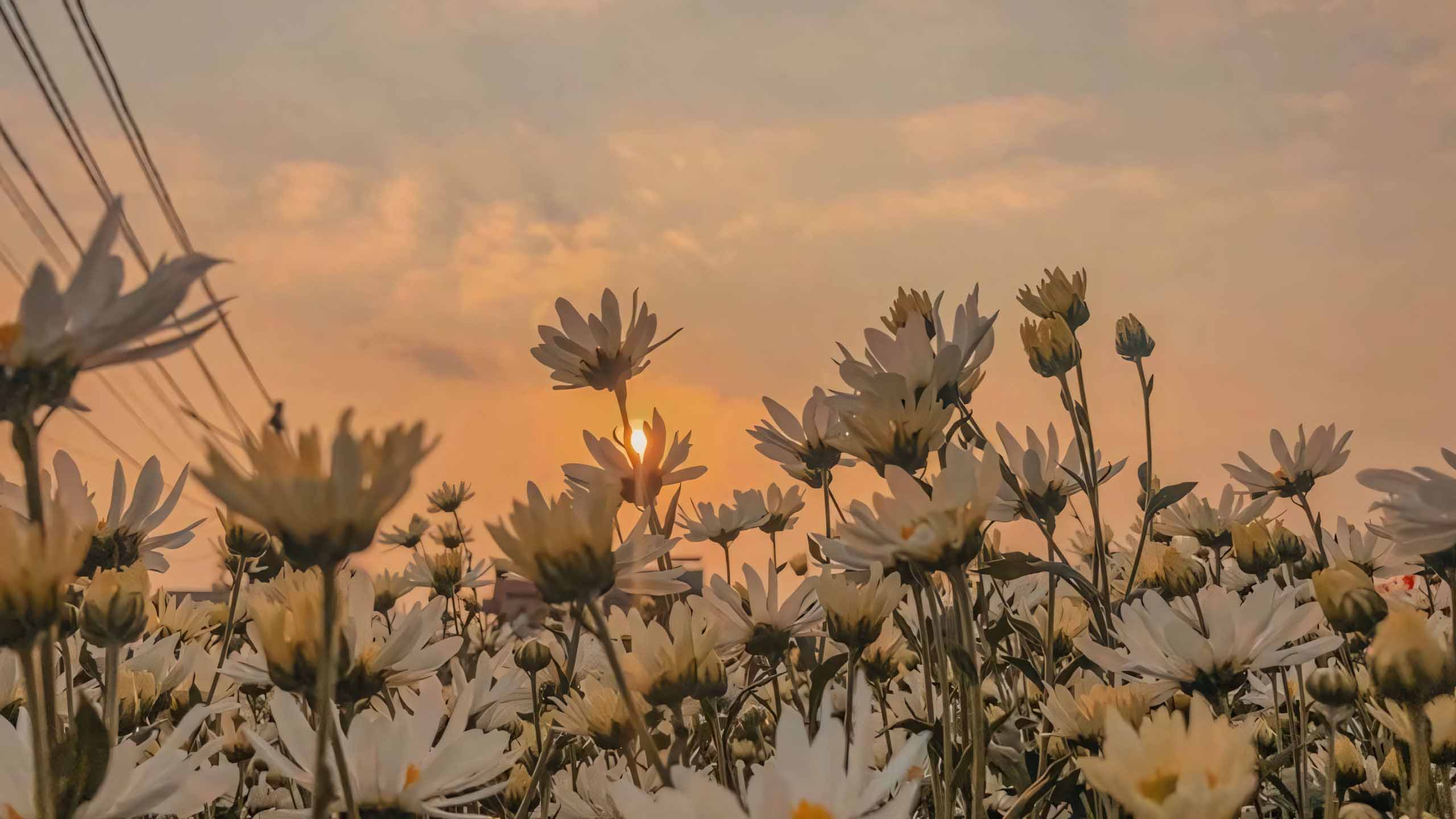 anh chill phong canh buon ngang 2560px 1440px 2k 17