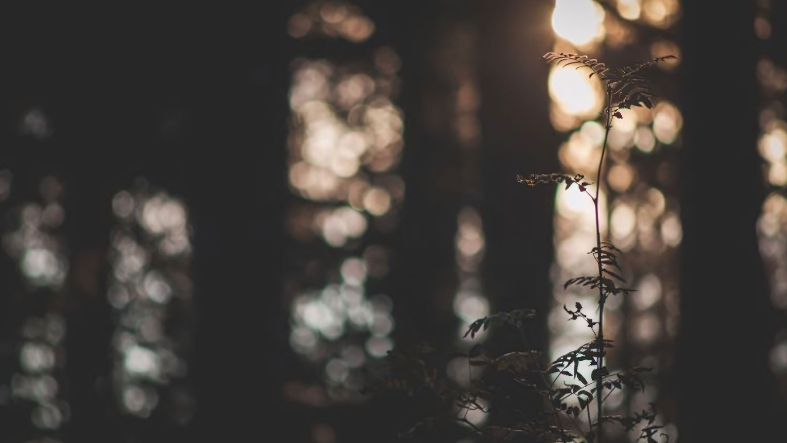 anh chill phong canh buon ngang 2560px 1440px 2k 18