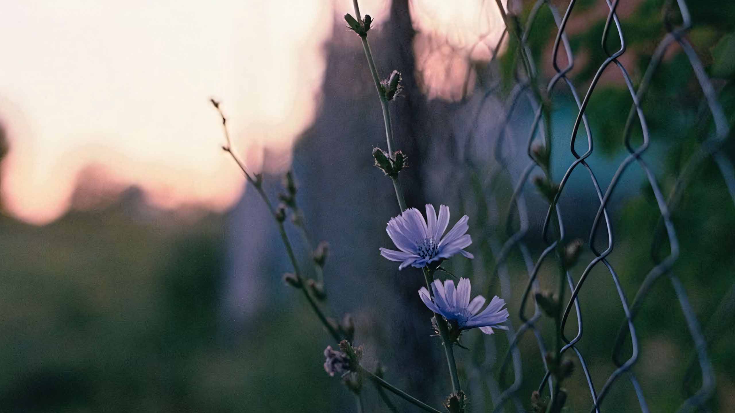 anh chill phong canh buon ngang 2560px 1440px 2k 19