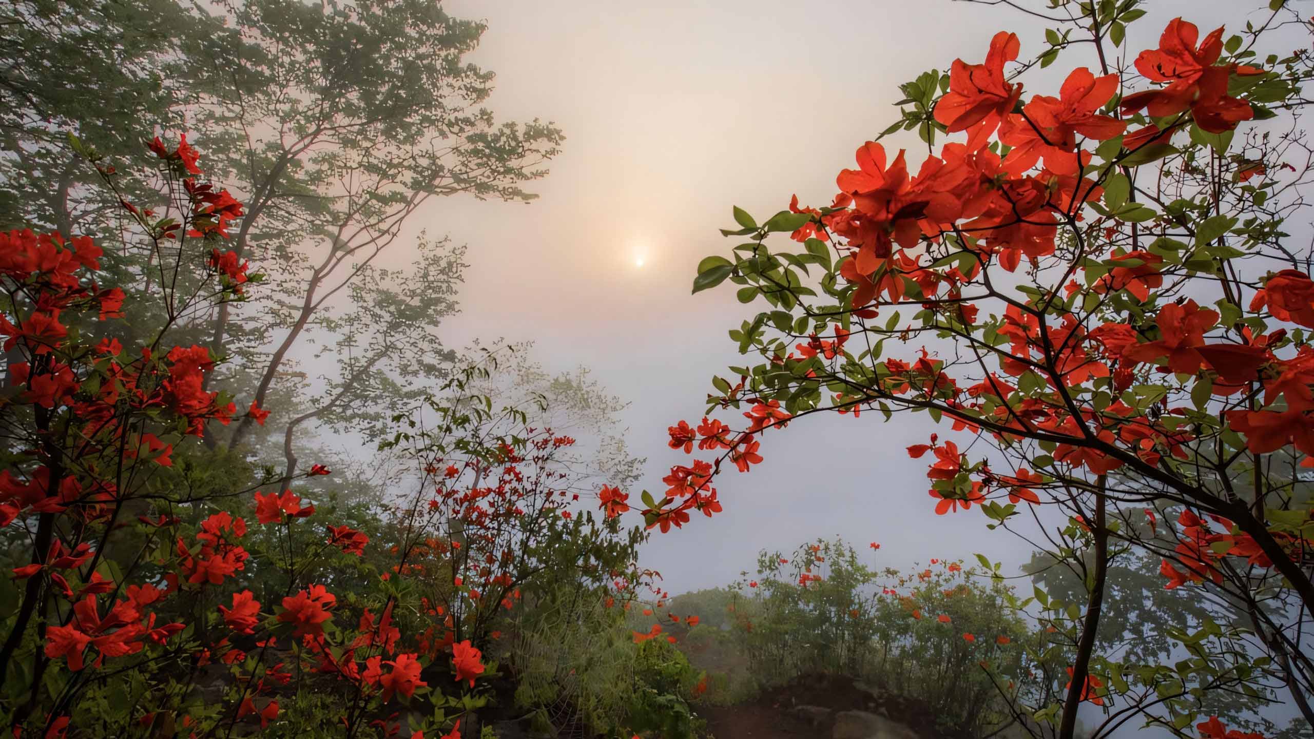 anh chill phong canh buon ngang 2560px 1440px 2k 26