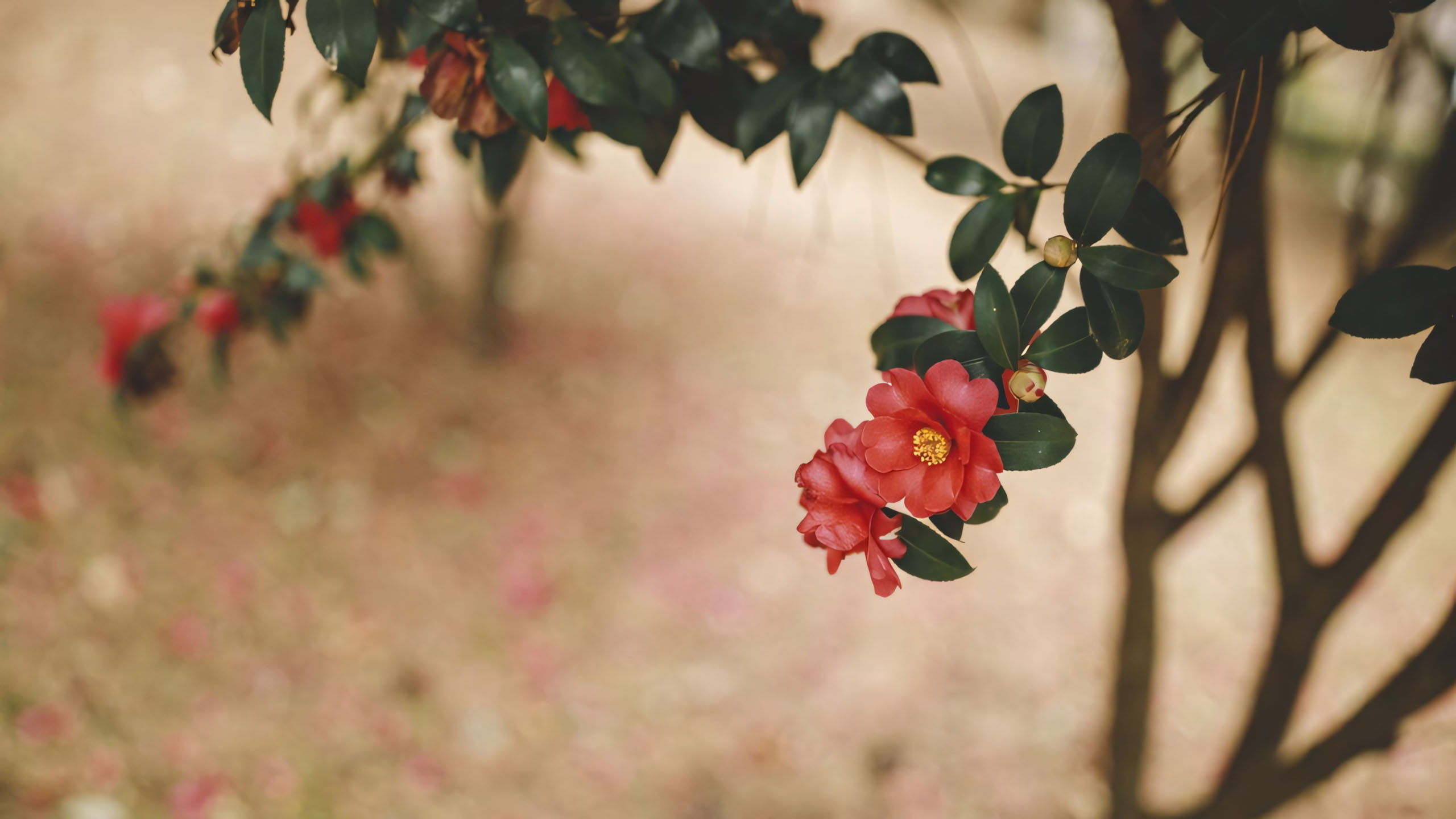 anh chill phong canh buon ngang 2560px 1440px 2k 27