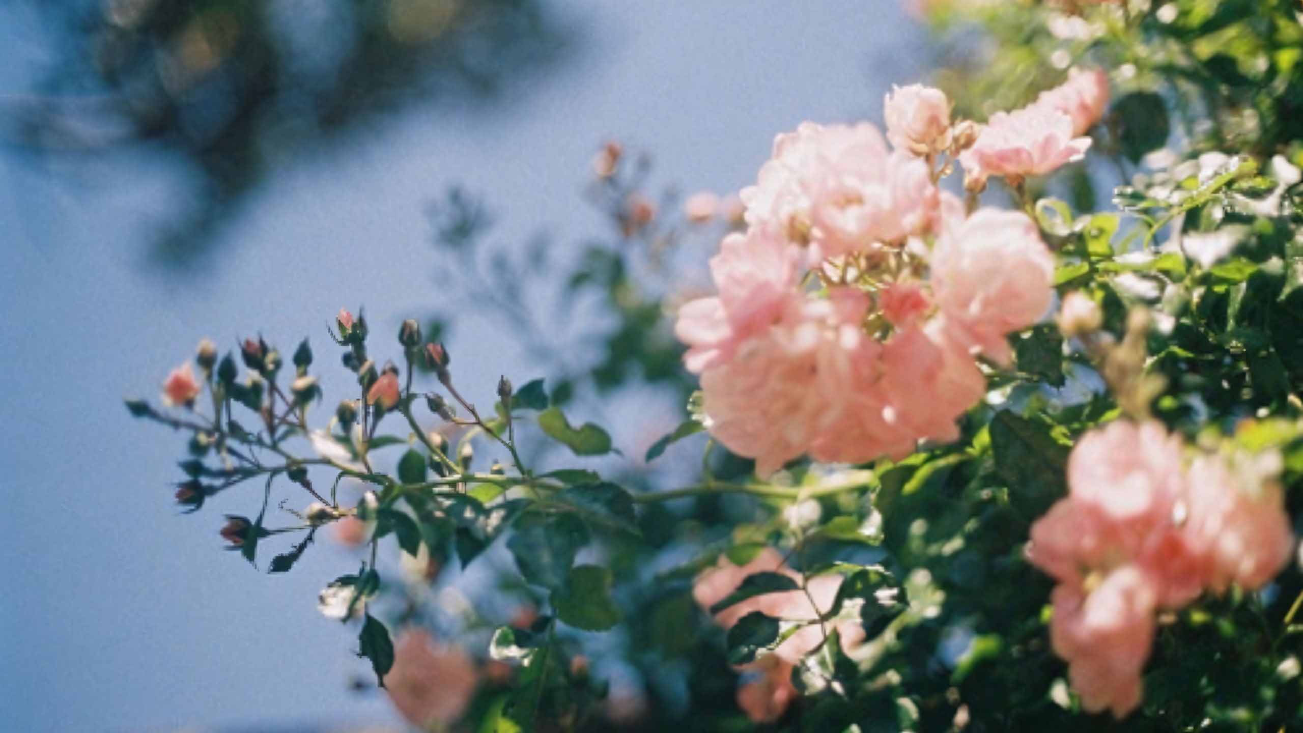 anh chill phong canh buon ngang 2560px 1440px 2k 28