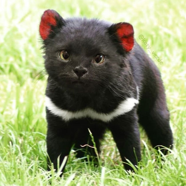 Gương mặt mèo là một trong những gương mặt động vật dễ thương nhất trên thế giới.