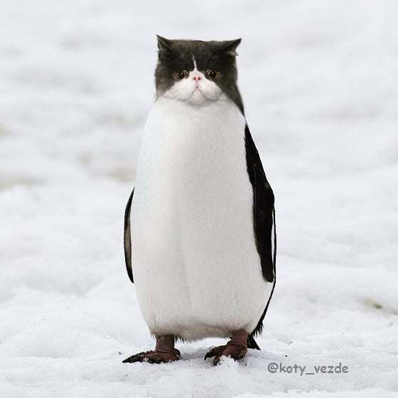 Một số động vật được Galina Bugaevskaya ghép với gương mặt mèo.