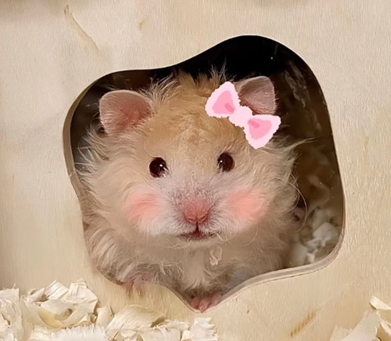 Ý nghĩa hình ảnh meme chuột