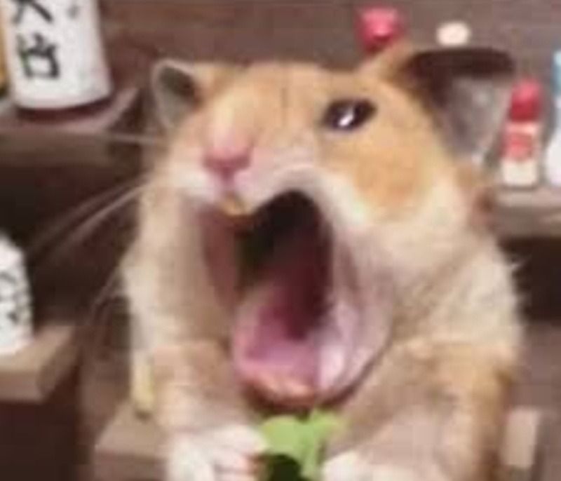 Meme con chuột hét