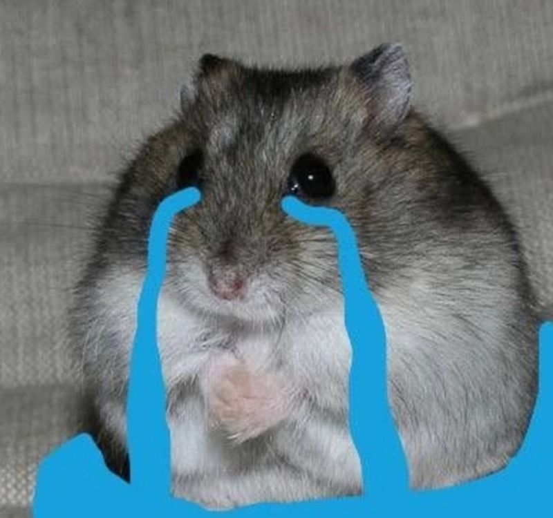 Hình ảnh meme chuột khác