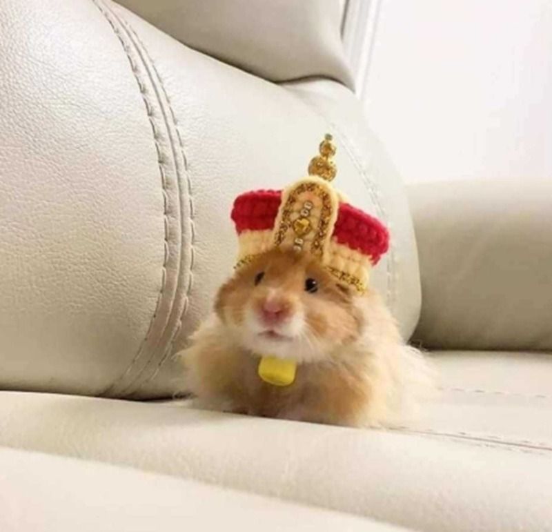 Hình ảnh meme chuột khác