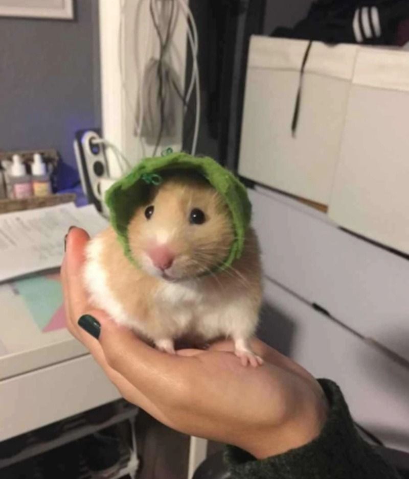 Meme chuột hamster