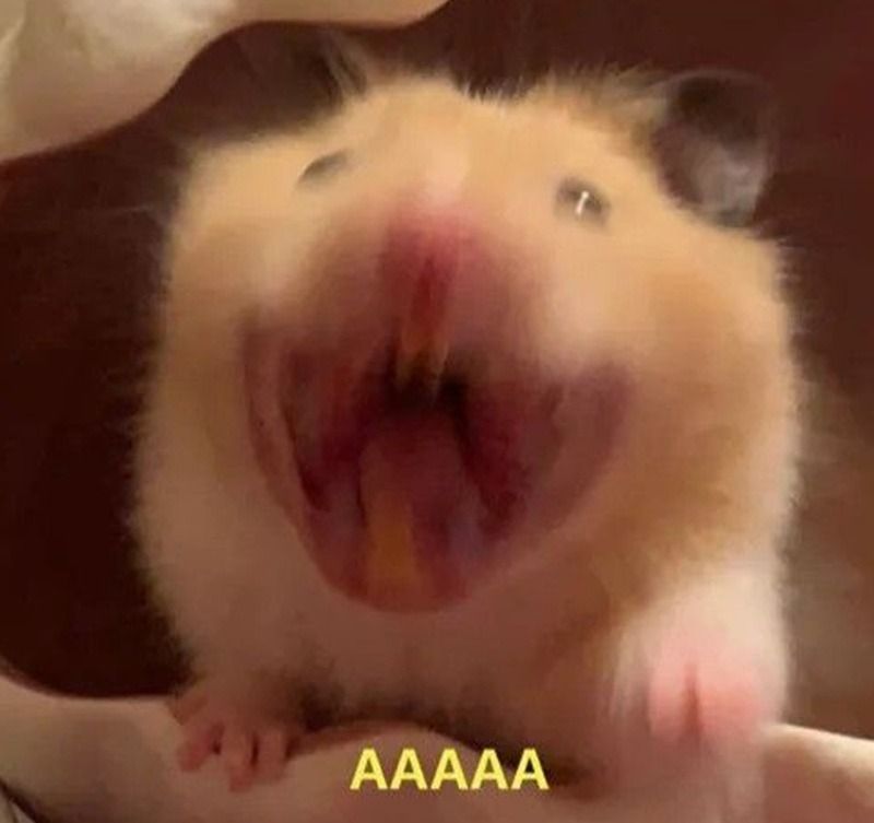 Meme chuột hamster