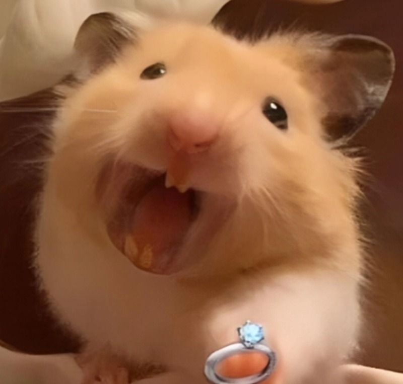 Meme con chuột hét