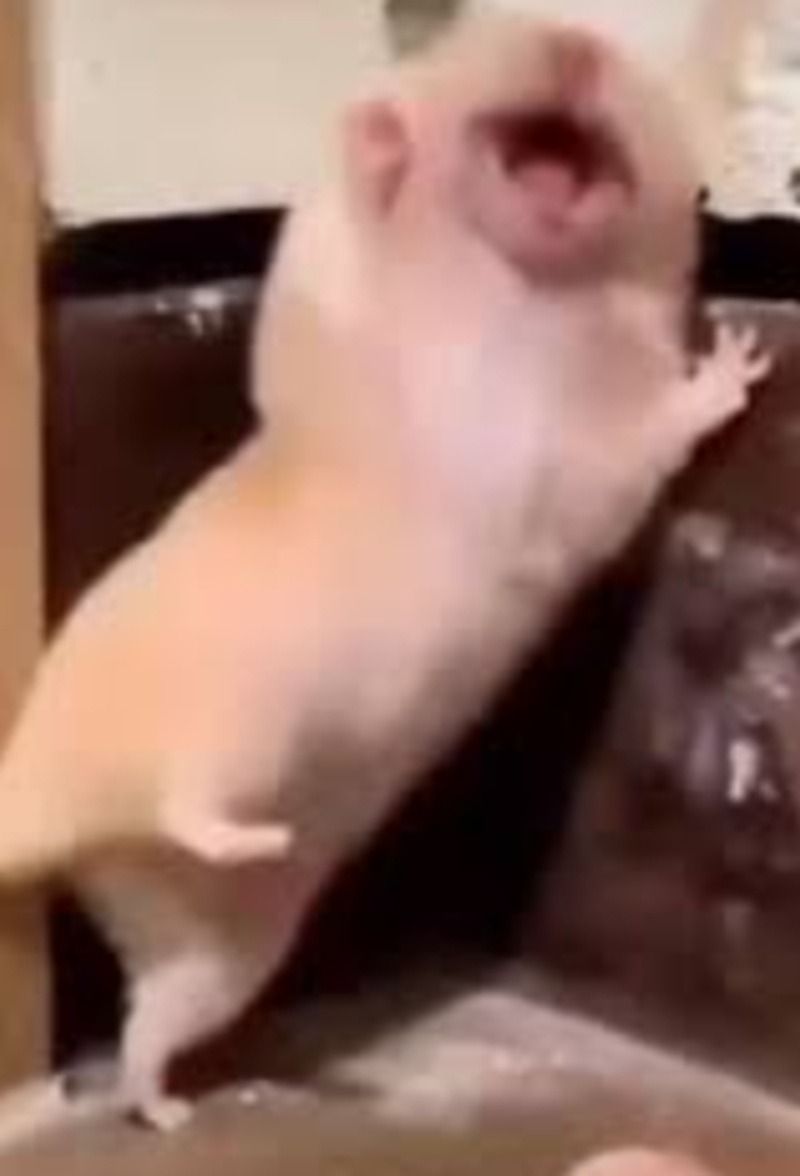 Meme con chuột hét