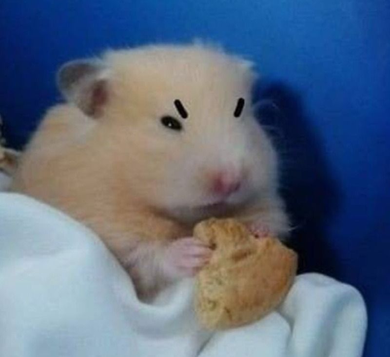 Bộ Sưu Tập 199+ Hình Ảnh Meme Chuột Hóm Hỉnh, Hài Hước